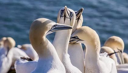 Jiuyou-VALORANT 战队新人表现超预期，valorant比赛规则